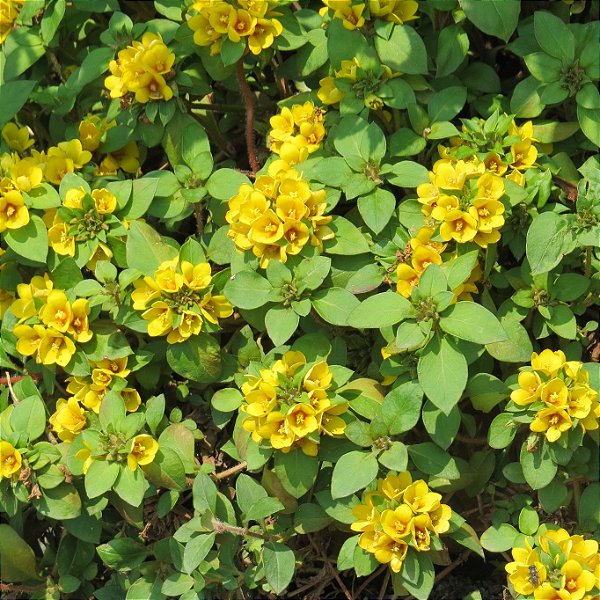 LISIMÁQUIA (Lysimachia vulgaris)