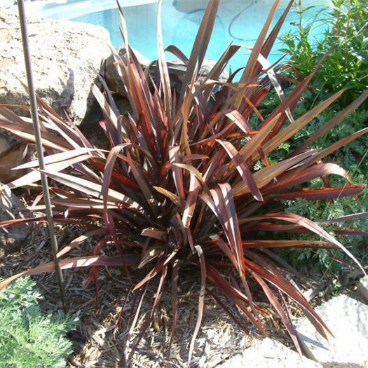 FORMIO ROXO (Phormium tenax rubrum) - Touceira 80 cm - Rebrotar Plantas