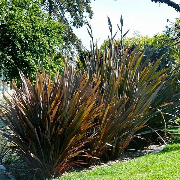 FORMIO ROXO (Phormium tenax rubrum) - Touceira 80 cm