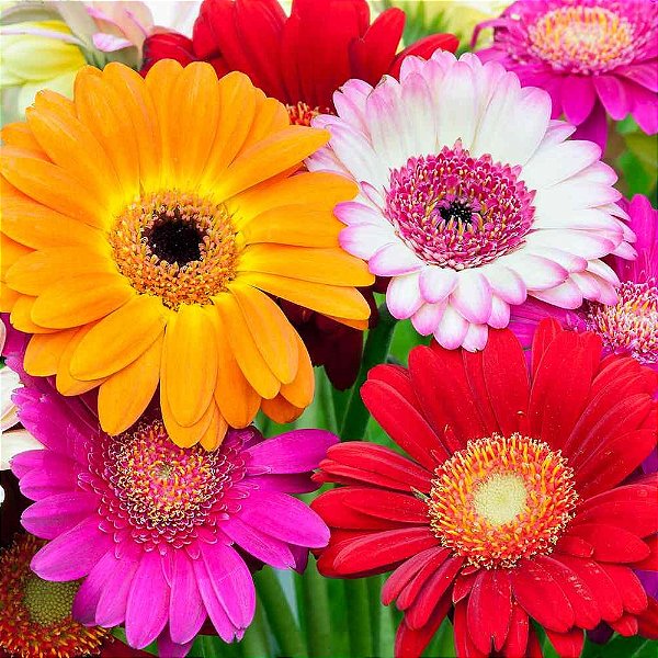 GÉRBERA (Gerbera jamesonii) - P15