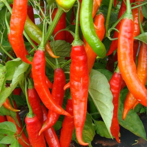PIMENTA DEDO DE MOÇA (Capsicum baccatum) - P15