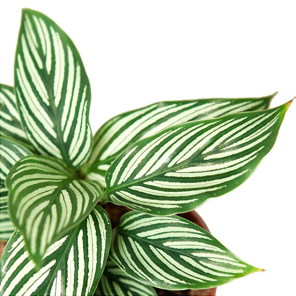 Calathea vittata - P12