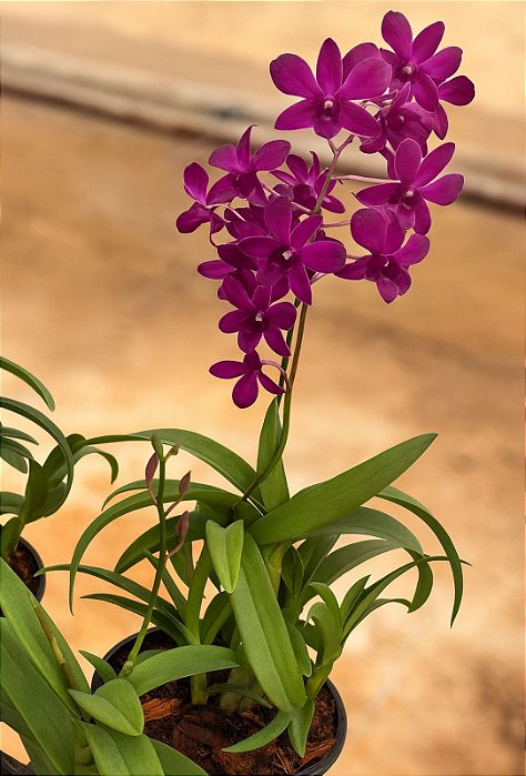 ORQUÍDEA DENPHAL - P08