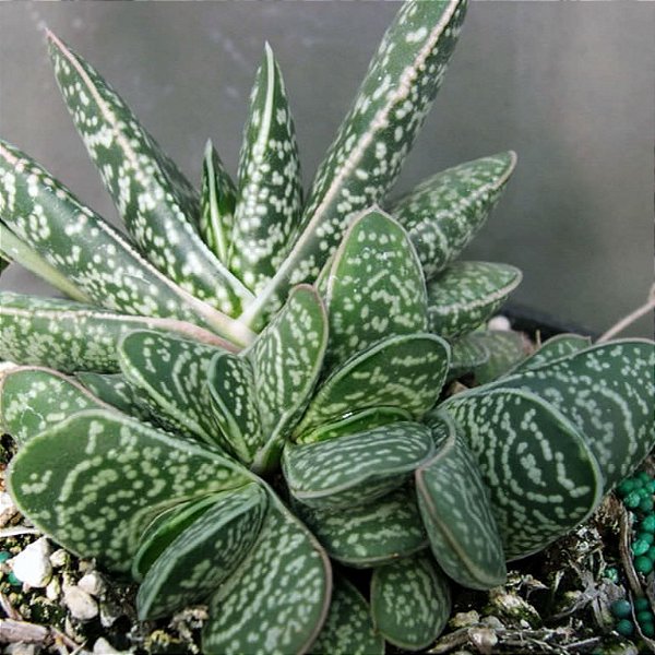 Gasteria - P11