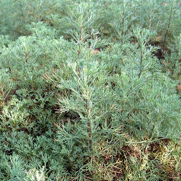 CÂNFORA DE JARDIM (Artemisia camphorata) - P11