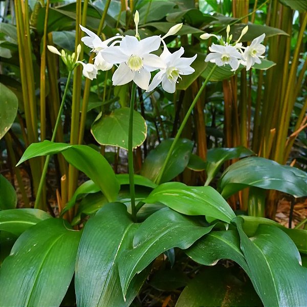 LÍRIO DO AMAZONAS (Eucharis grandiflora) - Muda com até 70 cm