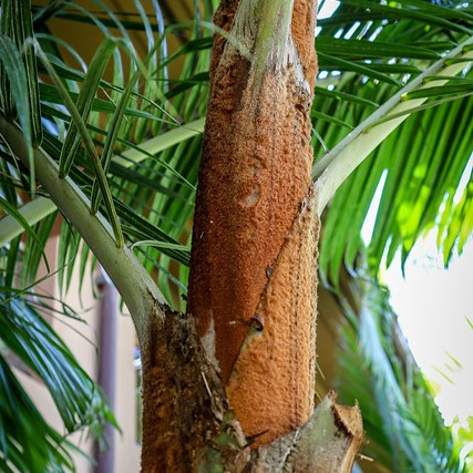 PALMEIRA DE PESCOÇO MARROM (Dypsis leptocheilos) - Muda com até 60 cm