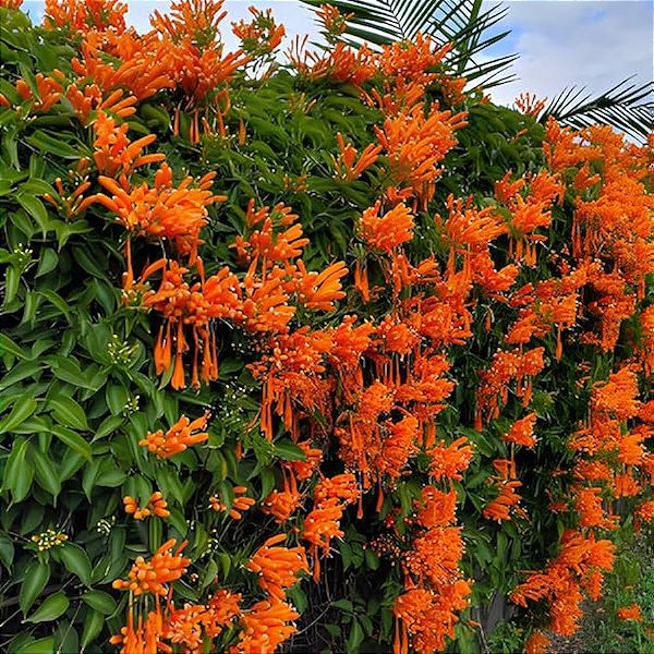 CIPÓ DE SÃO JOÃO LARANJA (Pyrostegia venusta) - Muda com até 80 cm