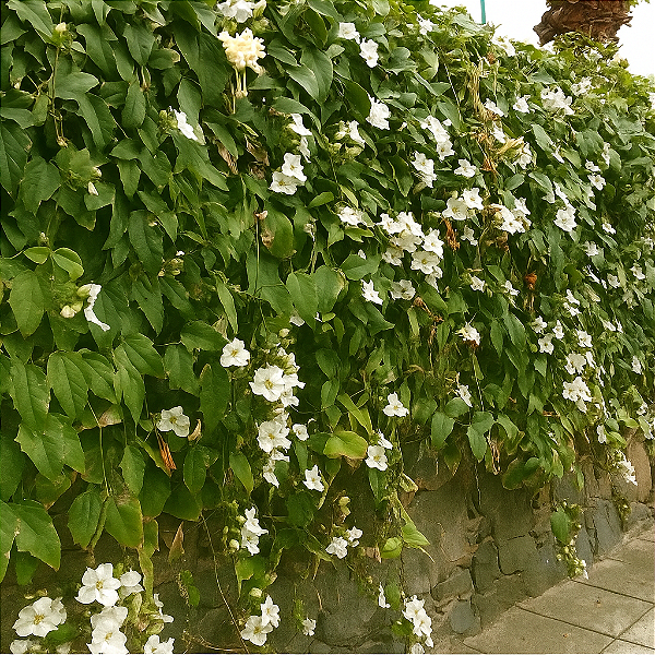 TUMBERGIA BRANCA (Thunbergia fragrans) - Muda com até 1 metro