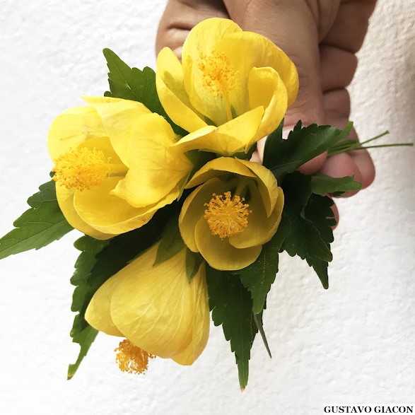 SINO AMARELO (Abutilon darwinii) - Muda com até 80 cm