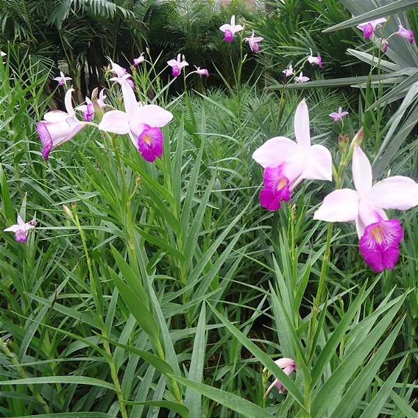 ORQUÍDEA BAMBU (Arundina Bambusifolia) - Muda com até 80 cm