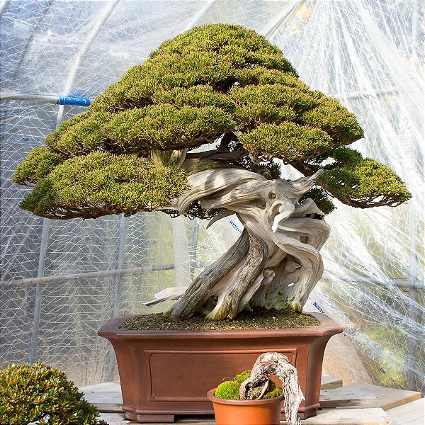 BONSAI SHIMPAKU (Juniperus chinensis 'Shimpaku') - Jardineira 1.1L Muda com 2 Anos
