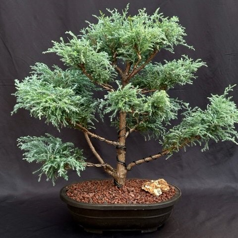 BONSAI TUIA AZUL (Chamaecyparis pisifera) - Jardineira 1.1L Muda com 2 Anos
