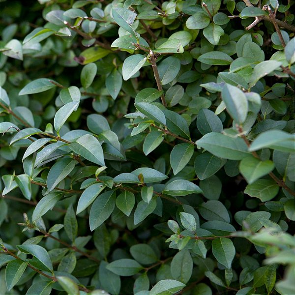 LIGUSTRO VERDE (Ligustrum sinensis) - Muda com até 1 metro