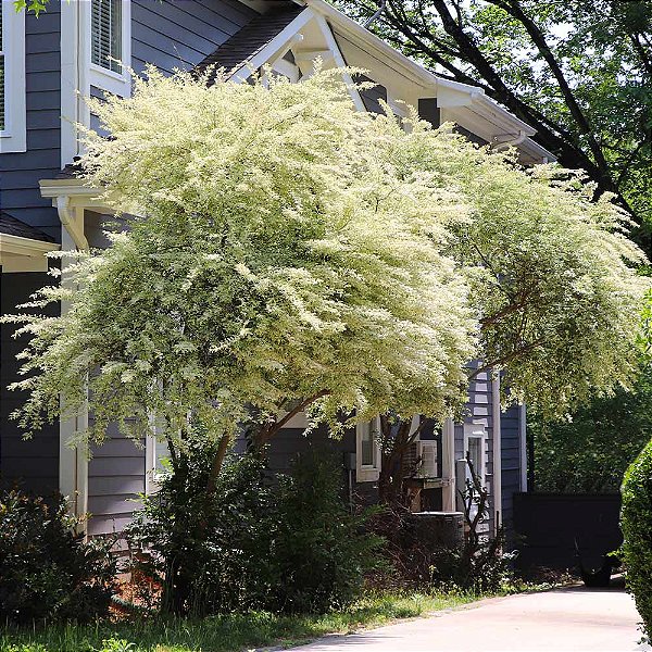 LIGUSTRINHO VARIEGATA (Ligustrum sinense) - Muda com até 80 cm