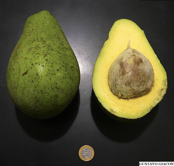 ABACATE FORTUNA (Persea americana) - Muda enxertada com até 1 metro