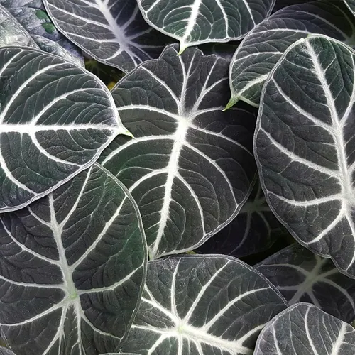 Alocasia Black Velvet - P12