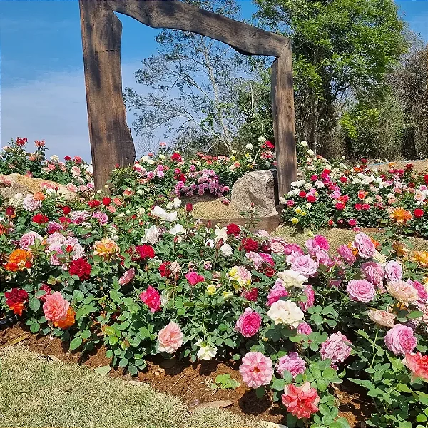 ROSA MIDI COLOMBIANA - P15