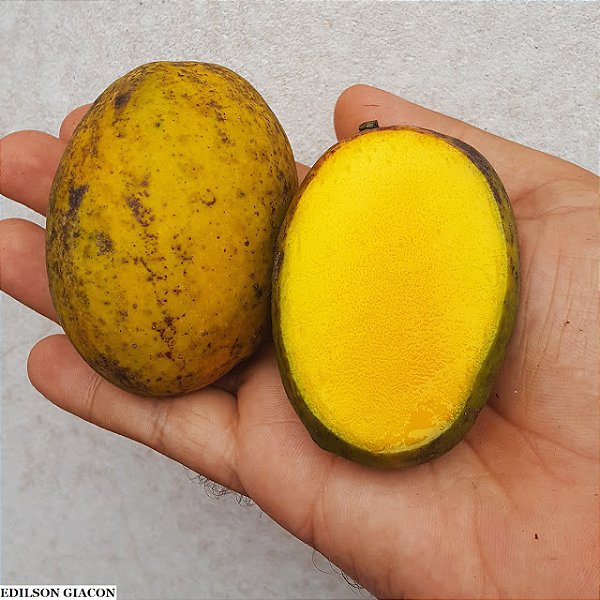 MANGA UBÁ (Mangifera indica) - Muda Enxertada com 1 metro