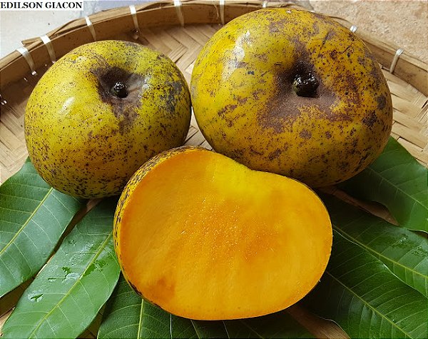 MANGA EXTREMA (Mangifera indica) - Muda Enxertada com 1 metro