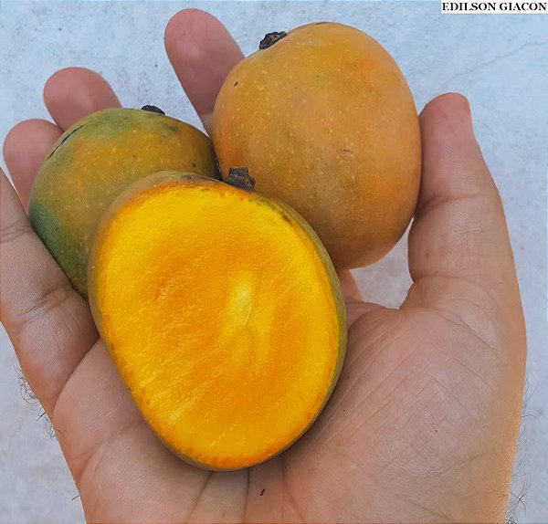 MANGA OURO (Mangifera indica L.) - Muda enxertada com até 1 metro
