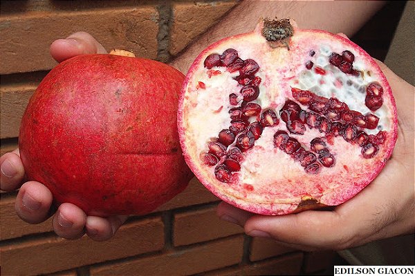 ROMÃ GIGANTE AMERICANA (Punica granatum) - Muda com até 1 metro