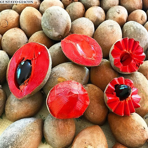 MAMEY (Pouteria sapota) - Muda com até 70 cm