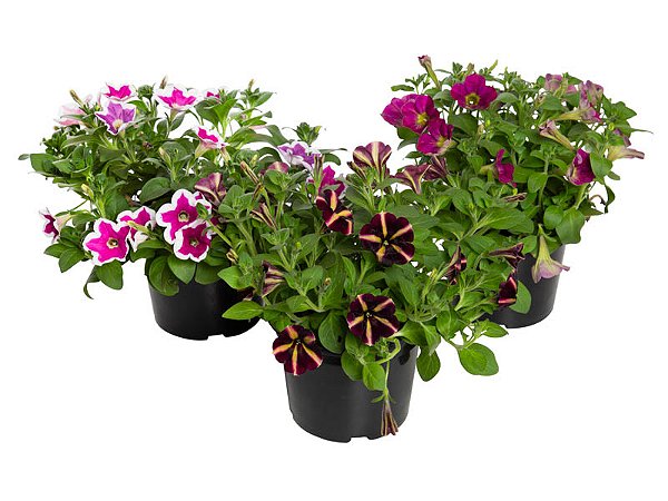 PETÚNIA (Petunia Atkinsiana) - P15