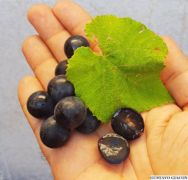 UVA ISABEL (Vitis labrusca) - Muda Enxertada com até 1,20m