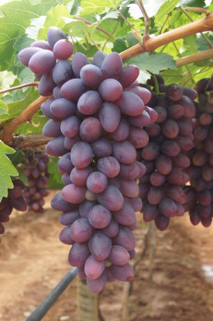 UVA ISIS (Vitis labrusca) - Muda Enxertada com até 1,20m