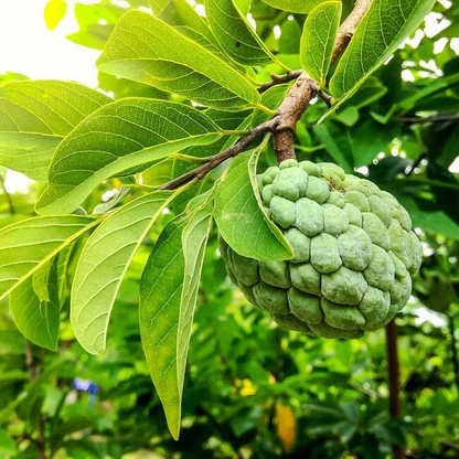 FRUTA DO CONDE ou PINHA (Annona squamosa) - Muda com até 70 cm