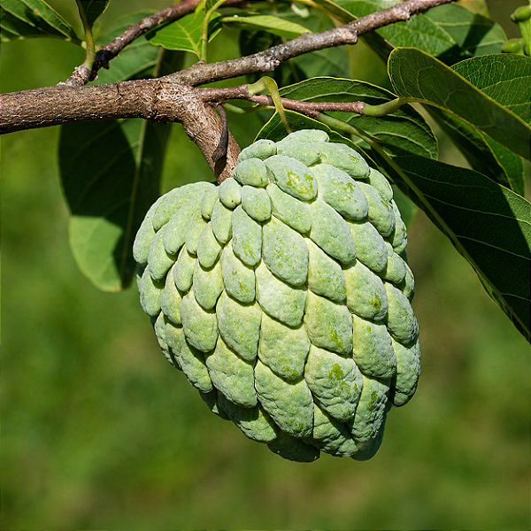 FRUTA DO CONDE (Annona squamosa, L) - Muda com até 80 cm