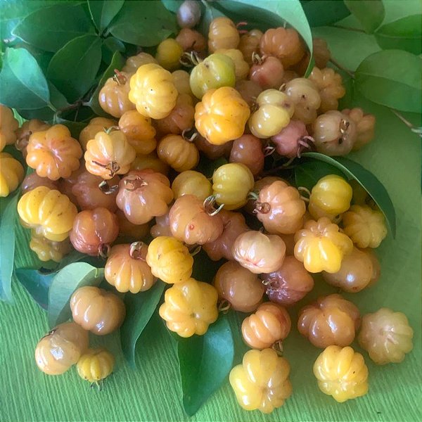 PITANGA NUDE AMARELA (Eugenia uniflora "nude") - Muda com até 80 cm