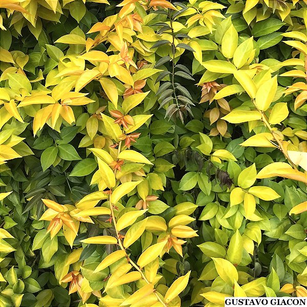 ORA PRO NÓBIS DOURADA (Aculeata var. godseffiana) - Muda com até 60 cm