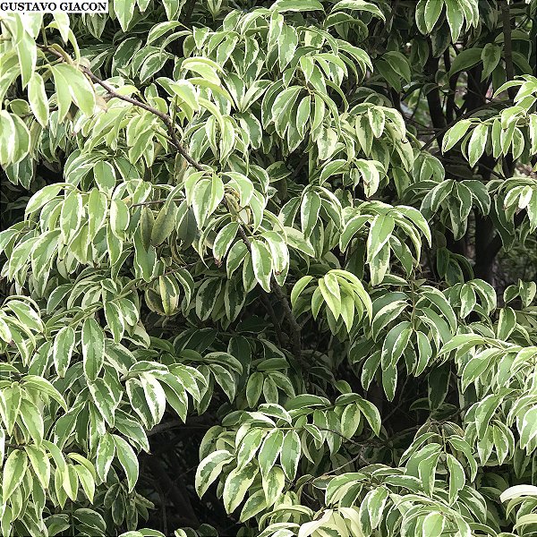 JABUTICABA VARIEGATA (Plinia cauliflora "Variegata") - Muda com 1,20m