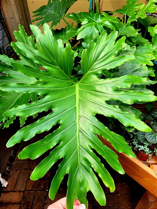 Philodendron Shangri-La - Pote 20 com 30 cm