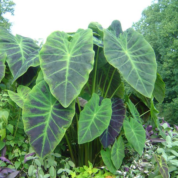 Colocasia illustris - Pote 20 com 60 cm