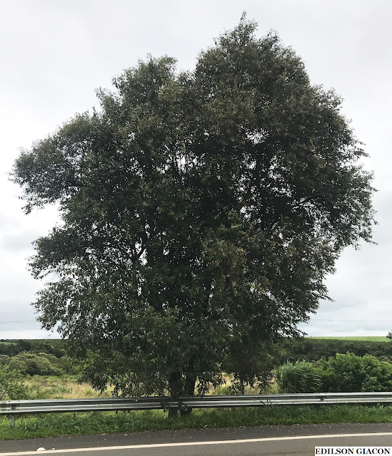 AÇOITA CAVALO MIÚDO (Luehea divaricata) - Muda com até 1 metro