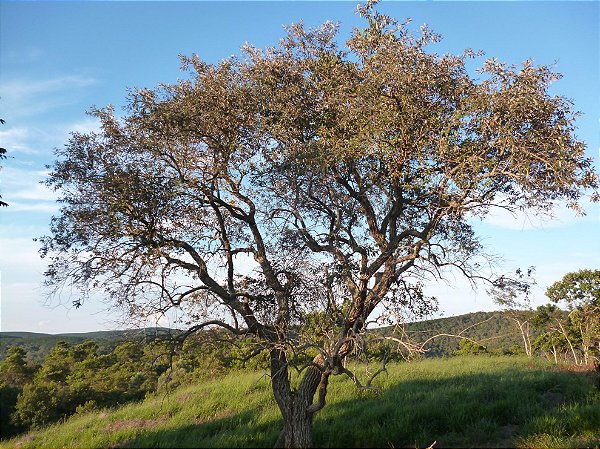 CANDEIA (Gochnatia polymorpha) - Muda com até 70 cm
