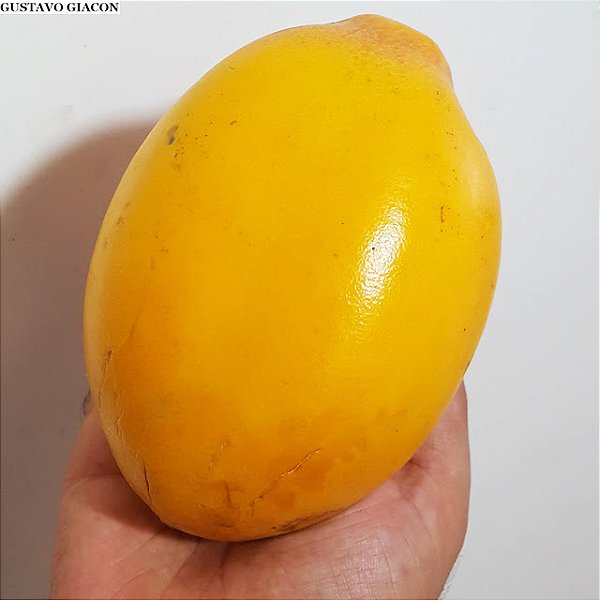 MARACUJÁ DOCE (Passiflora Alata) - Muda com 50 cm