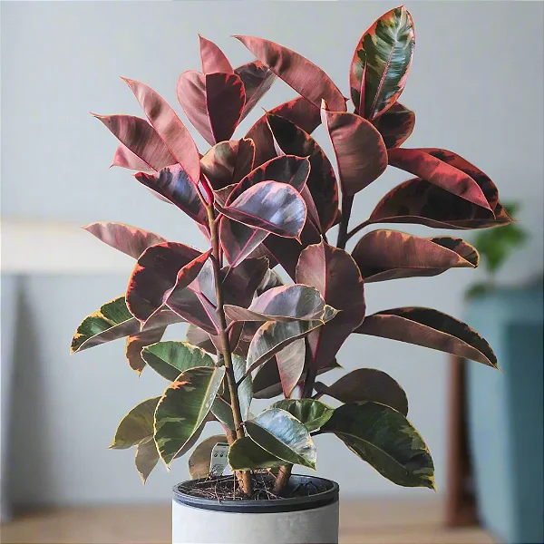 Ficus Elástica Ruby - P17