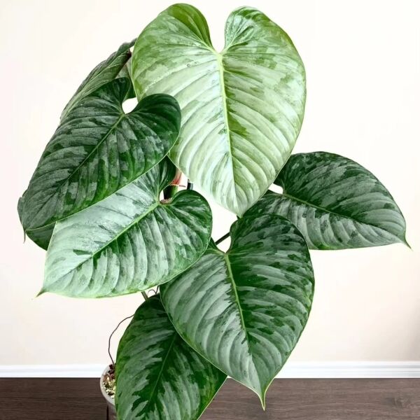 FILODENDRO FOLHA DE PRATA (Philodendron sodiroi) - Cuia 13