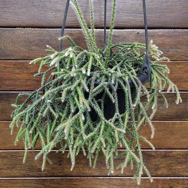 RIPSÁLIS PLUMOSO (Rhipsalis pilocarpa) - Cuia 13