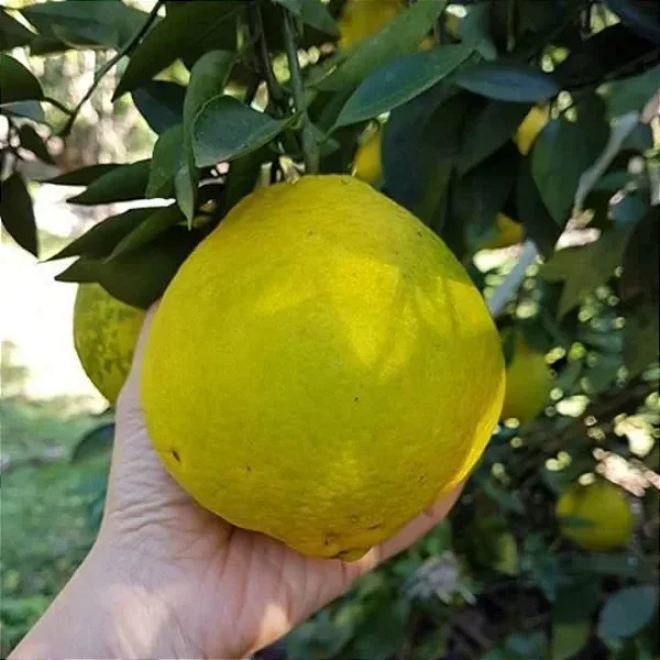 LARANJA CHAMPANHE (Citrus Sinensis) - Muda Enxertada com até 1 metro