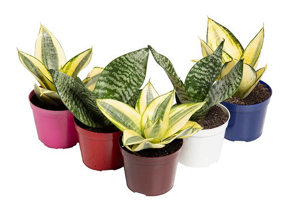ESPADINHA (Sansevieria trifasciata) - P11