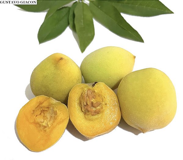 PÊSSEGO RÉGIS (Prunus persica) - Muda Enxertada com até 1 metro