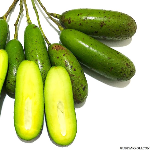 ABACATE SEM CAROÇO (Persea americana) - Muda Enxertada com até 1 metro