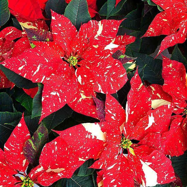 POINSETTIA GLITTER - P15