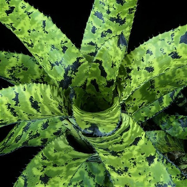 BROMÉLIA Aechmea Correia Araujoi - Pote 15