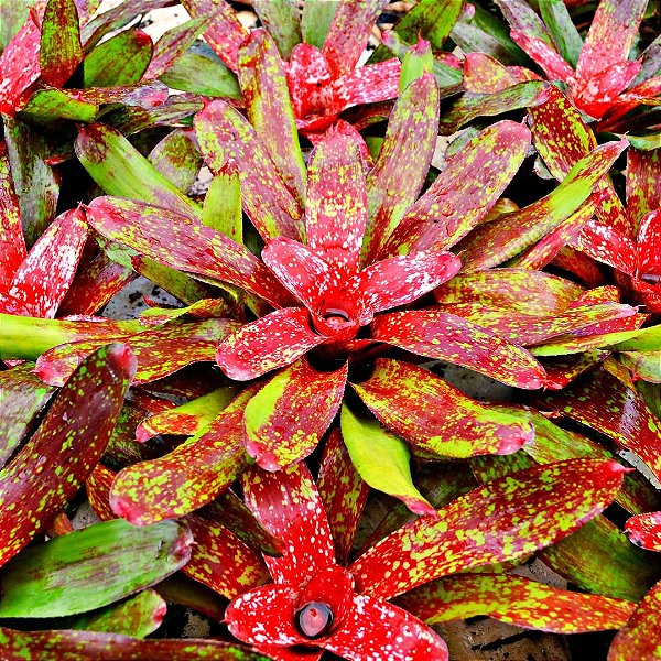 BROMÉLIA NEOREGELIA EVA - Pote 15